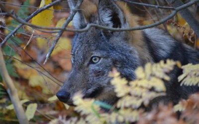 L&rsquo;avenir du loup algonquin : pourquoi c&rsquo;est important