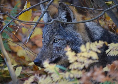 L&rsquo;avenir du loup algonquin : pourquoi c&rsquo;est important
